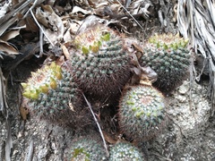 Mammillaria petrophila petrophila