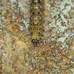 Lycomorpha pholus