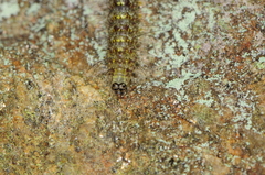 Lycomorpha pholus