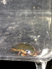 Dytiscus carolinus