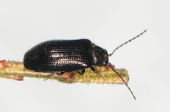 Artematopodidae