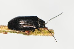 Artematopodidae