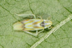 Erythridula praecisa
