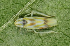 Erythridula praecisa