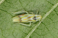 Erythridula praecisa