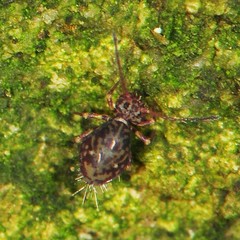 Ptenothrix marmorata