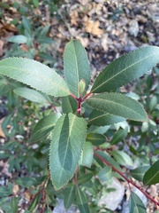 Arbutus arizonica