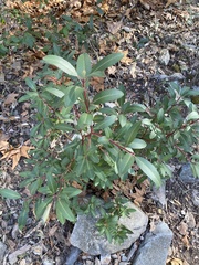 Arbutus arizonica