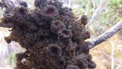 Leptogium phyllocarpum