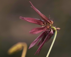 Bulbophyllum fimbriatum