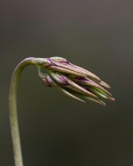 Bulbophyllum fimbriatum