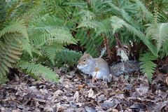 Sciurus carolinensis