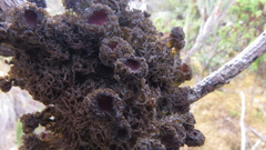 Leptogium phyllocarpum