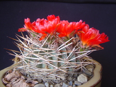Lobivia oligotricha