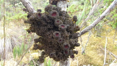 Leptogium phyllocarpum