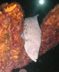 Rypticus saponaceus