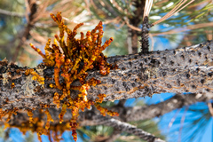 Arceuthobium vaginatum cryptopodum