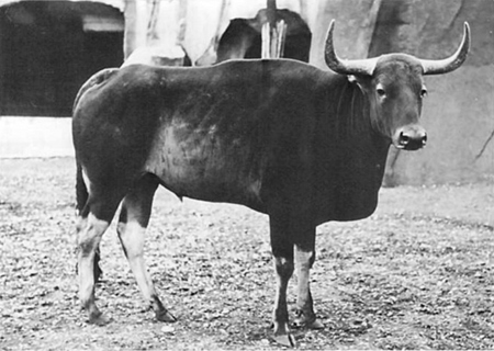 Kouprey