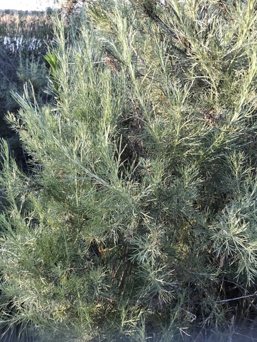 iNaturalist observation photo of California sagebrush