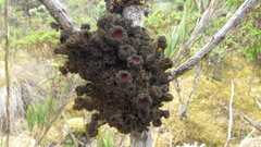 Leptogium phyllocarpum