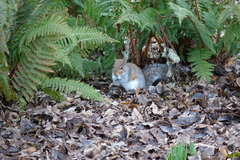 Sciurus carolinensis