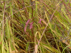Persicaria orientalis