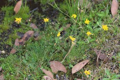 Lotus corniculatus corniculatus