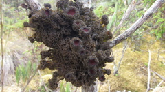 Leptogium phyllocarpum