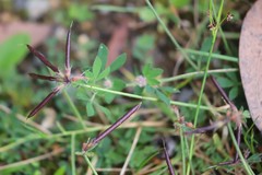 Lotus corniculatus corniculatus