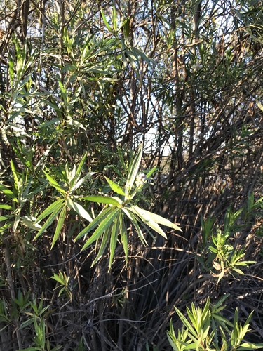 iNaturalist observation photo of mule fat
