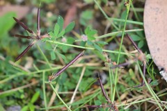 Lotus corniculatus corniculatus
