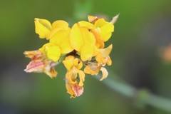 Lotus corniculatus corniculatus