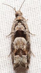 Pseudexentera spoliana