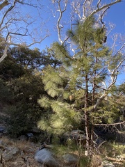 Pinus engelmannii