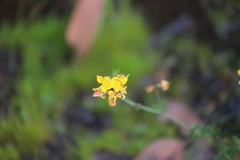 Lotus corniculatus corniculatus