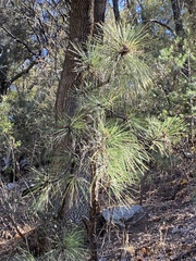 Pinus engelmannii