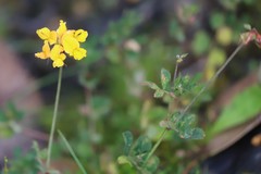 Lotus corniculatus corniculatus