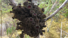 Leptogium phyllocarpum