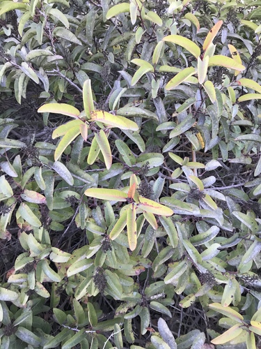 iNaturalist observation photo of laurel sumac