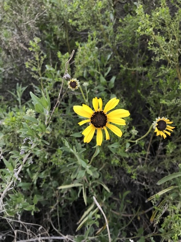 iNaturalist observation photo of California brittlebush