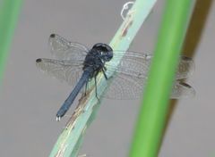 Diplacodes lefebvrii