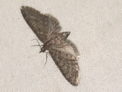 Eupithecia jejunata