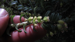 Fernandezia