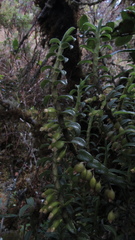 Fernandezia