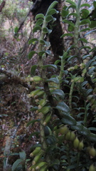 Fernandezia