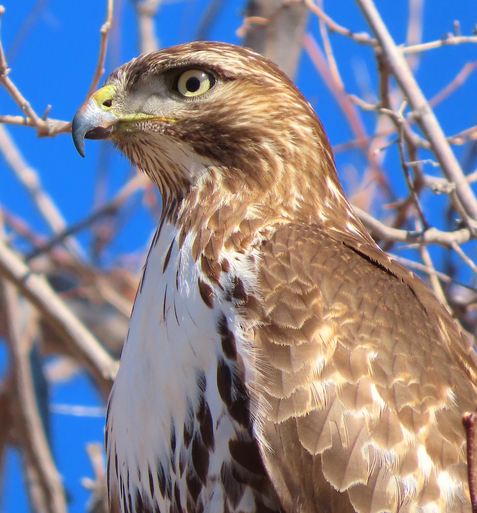 Aguililla Cola Roja (Buteo jamaicensis) · NaturaLista Mexico