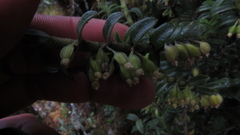 Fernandezia