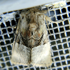 Meropleon diversicolor