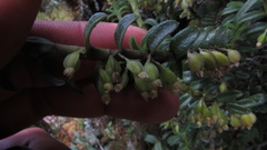Fernandezia