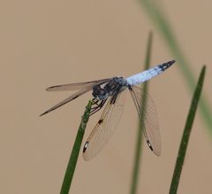 Palpopleura deceptor